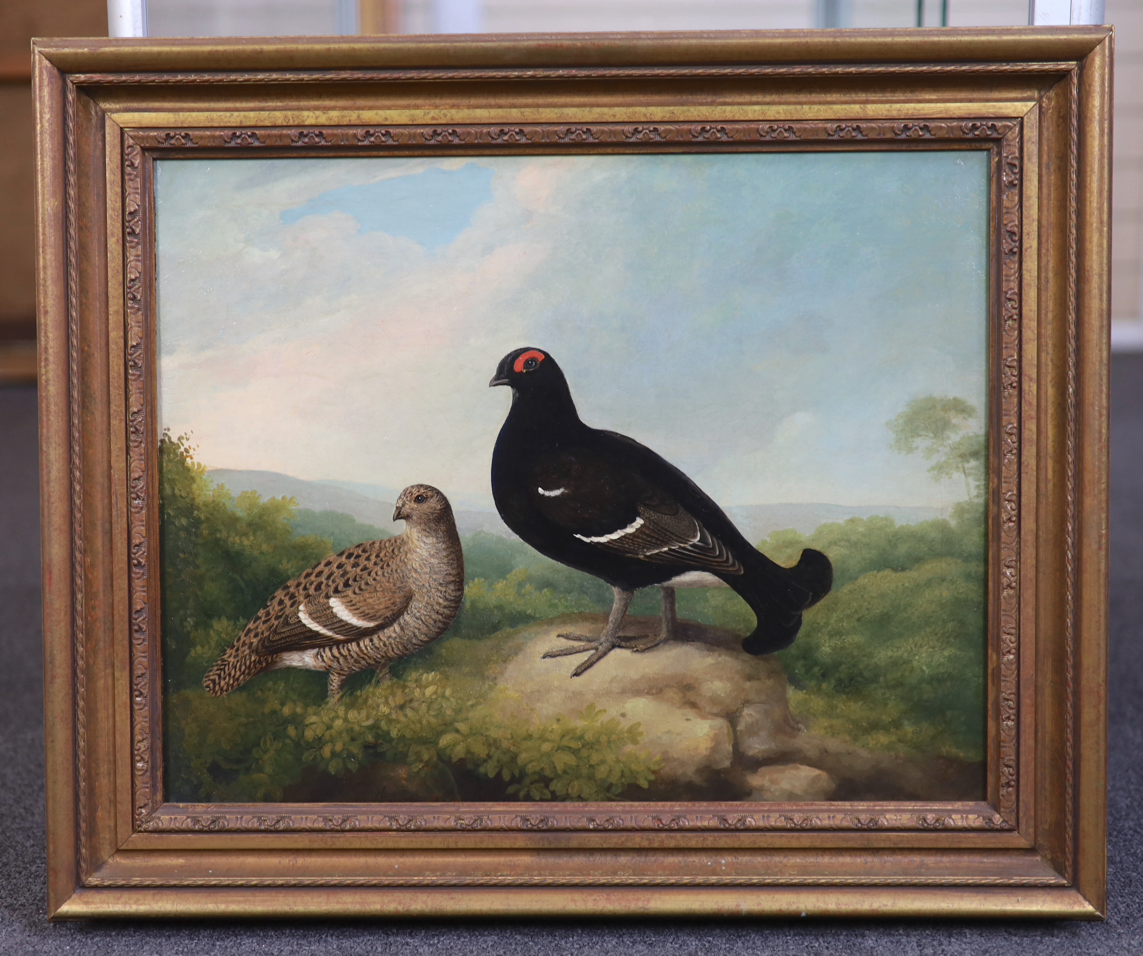 Samuel Howitt (English, 1756-1823), Blackcock, oil on canvas, 39 x 50cm